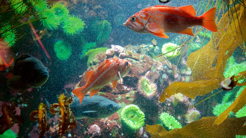 Acuario de Vancouver que incluye vida marina