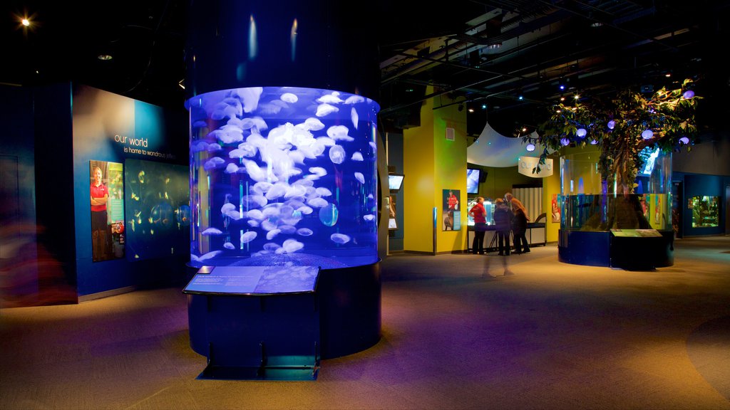 Vancouver Aquarium featuring interior views and marine life