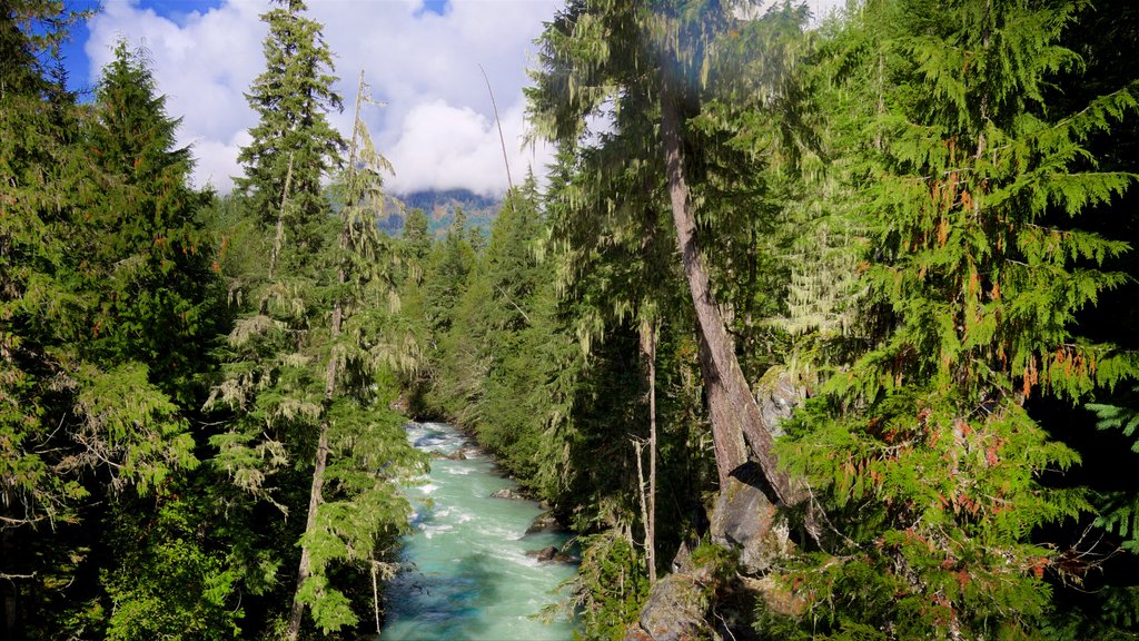 Provinciaal park Garibaldi toont een rivier of beek en bos