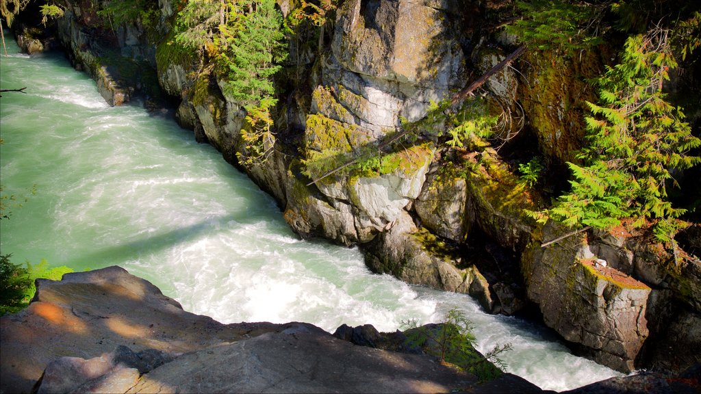 Garibaldi Provincial Park which includes a river or creek and forest scenes