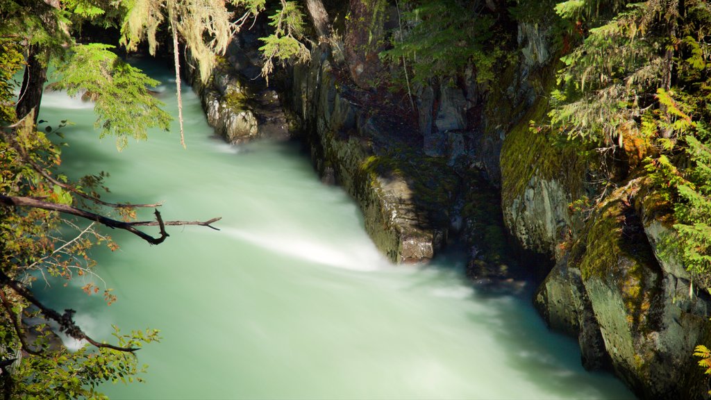 Provinciaal park Garibaldi inclusief bos en een rivier of beek