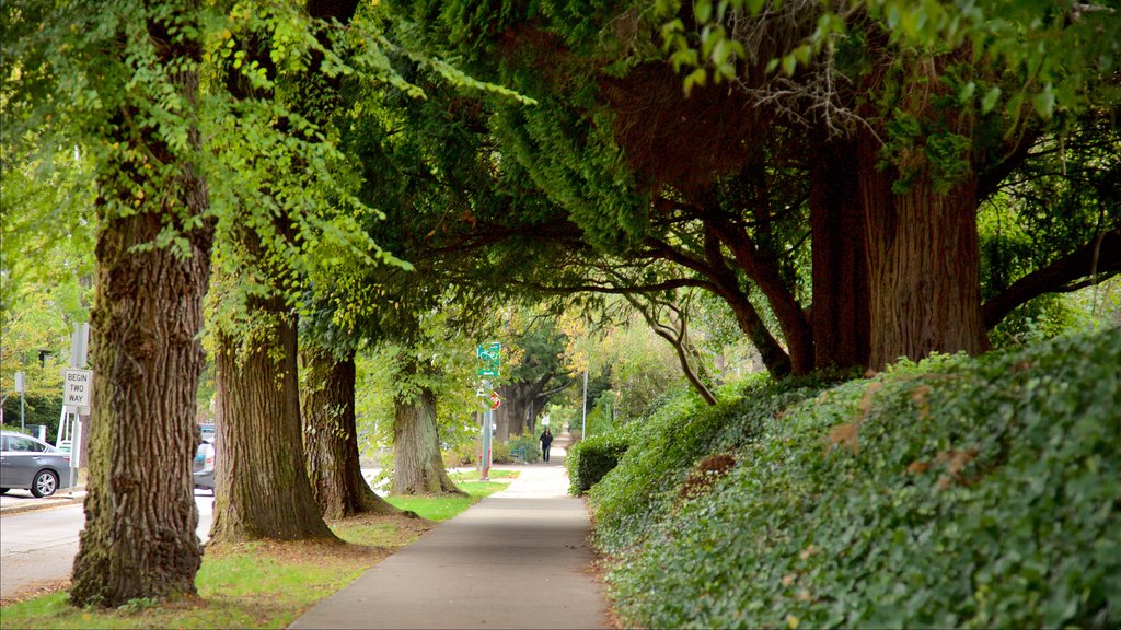 Vancouver mostrando cenas de rua e um parque