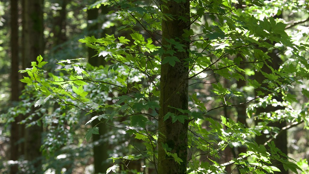 Forêt-Noire montrant paysages en forêt