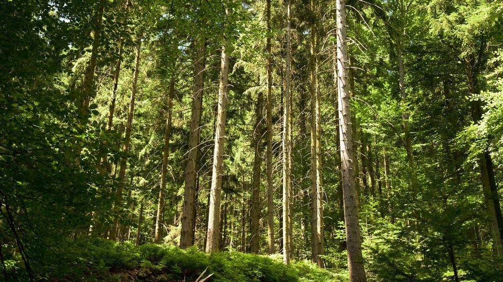 Black Forest showing forest scenes