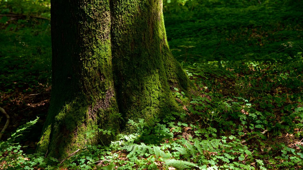 Selva Negra mostrando escenas forestales