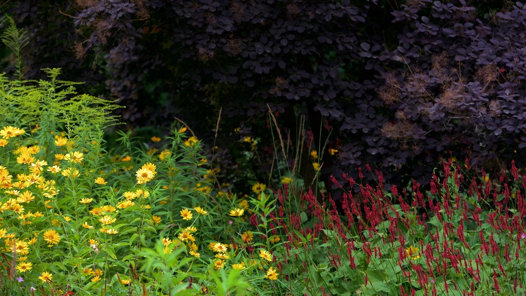 Weißensee montrant fleurs