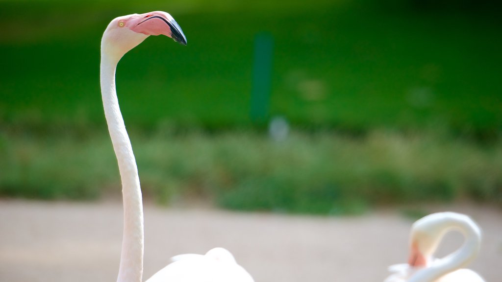 Zoológico de Wilhelma caracterizando animais de zoológico e vida das aves