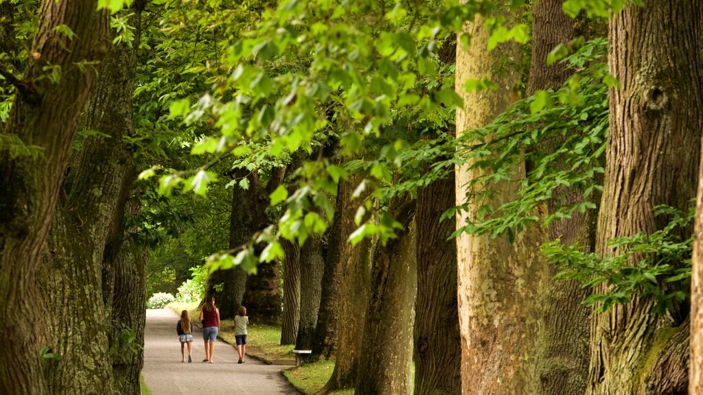 Mainau Island showing a garden