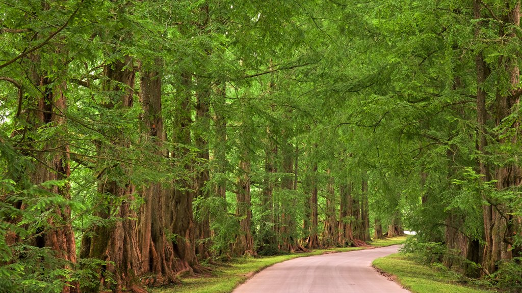 Paseo del lago de Constanza que incluye escenas tranquilas y bosques