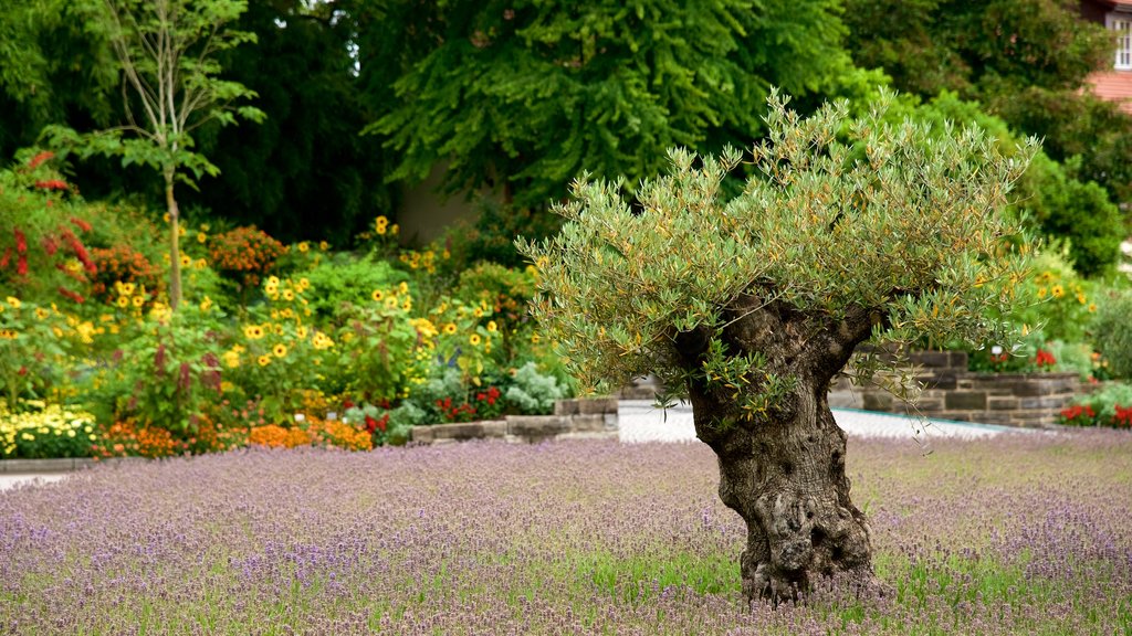 Paseo del lago de Constanza que incluye flores silvestres, flores y un parque