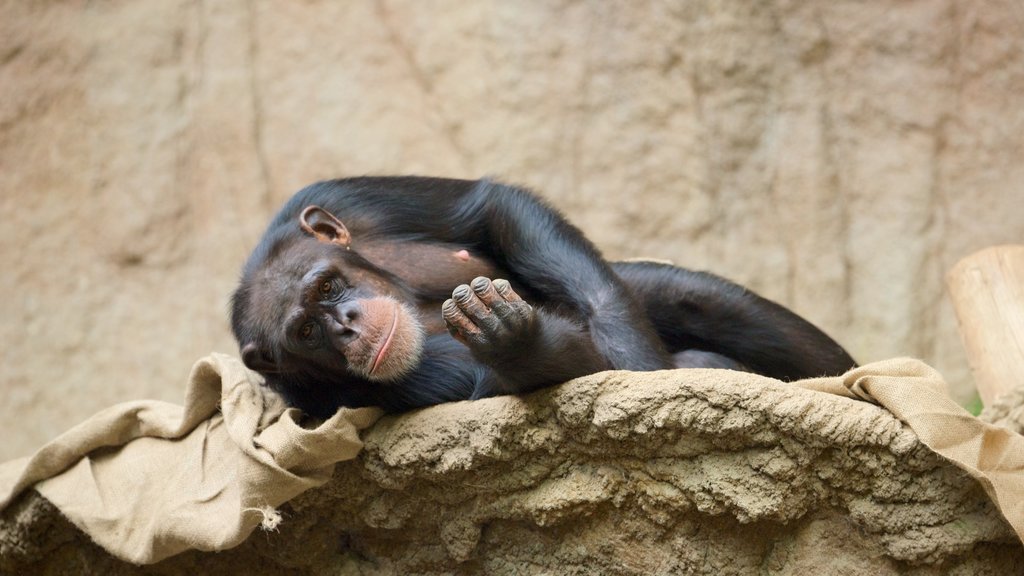 ライプチヒ動物園 どの含み フレンドリーな動物 と 動物園の動物