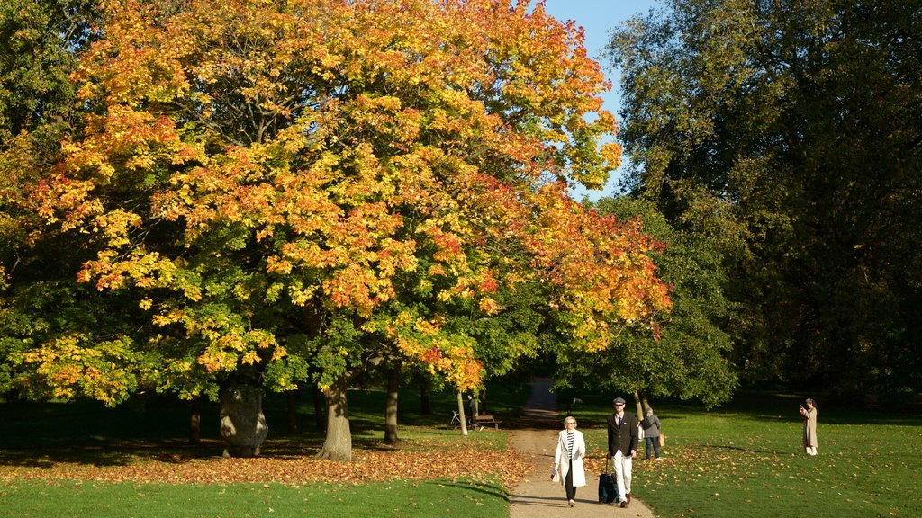 Hyde Park caracterizando um parque e cores do outono assim como um pequeno grupo de pessoas