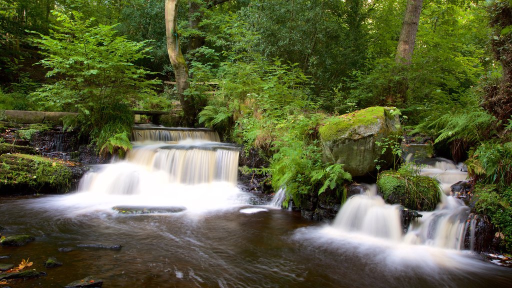 Rivelin Valley Nature Trail che include foresta e fiume o ruscello