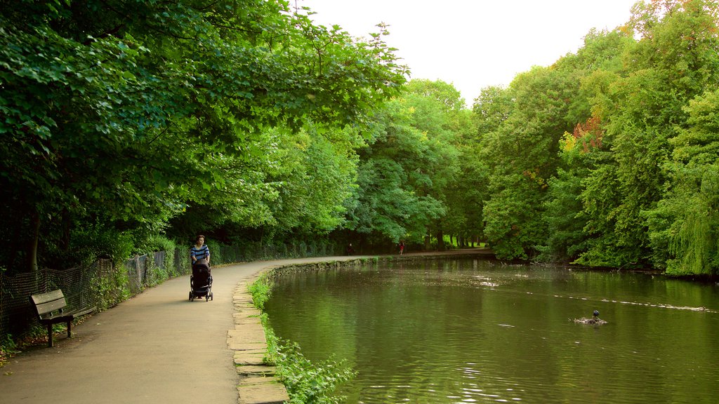 Endcliffe Park showing a lake or waterhole and a garden as well as an individual female