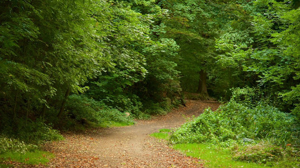 Endcliffe Park showing a park