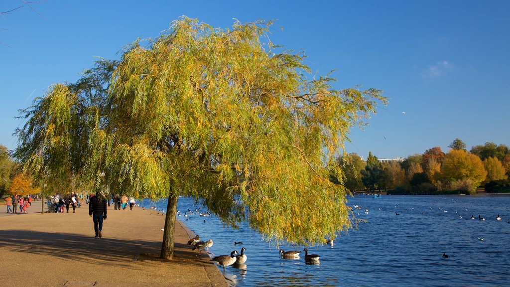 Hyde Park ofreciendo un río o arroyo y aves