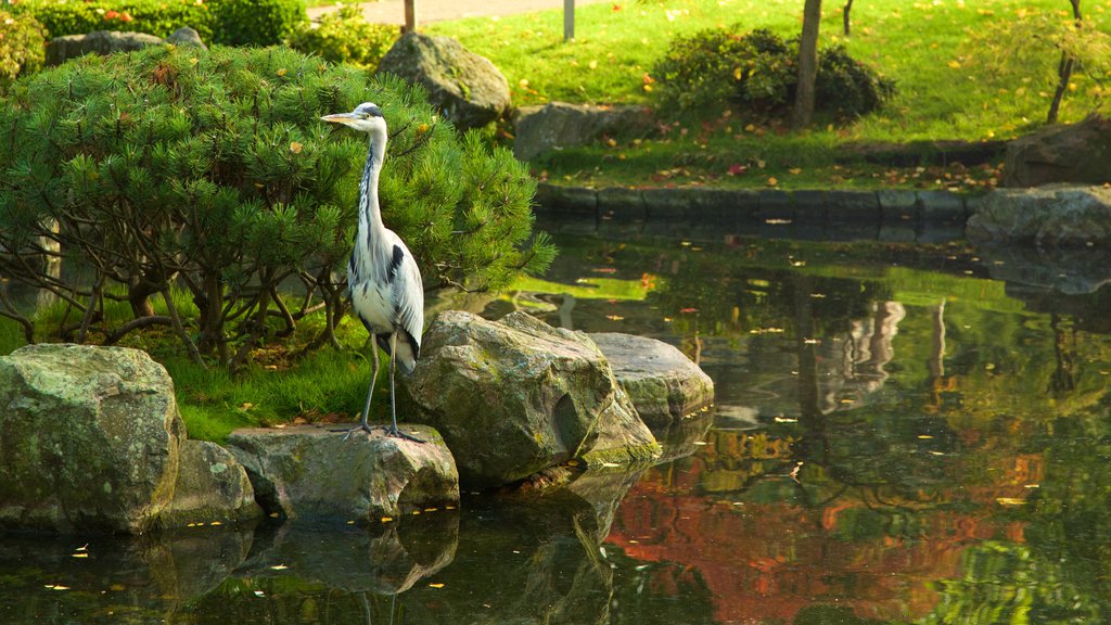 Holland Park que incluye un estanque, aves y un parque