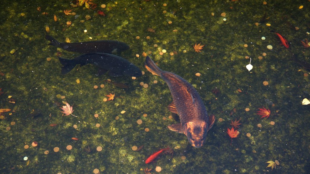 Holland Park featuring marine life and a pond