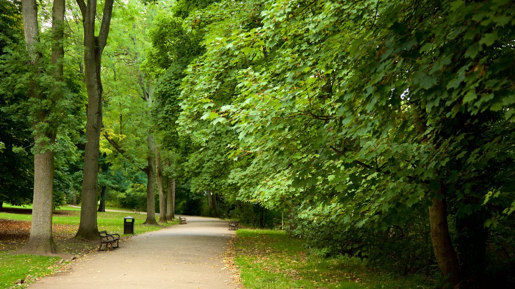 Endcliffe Park showing a garden