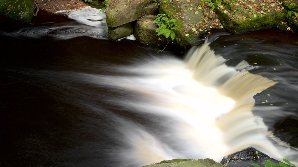 Rivelin Valley Nature Trail que inclui um rio ou córrego