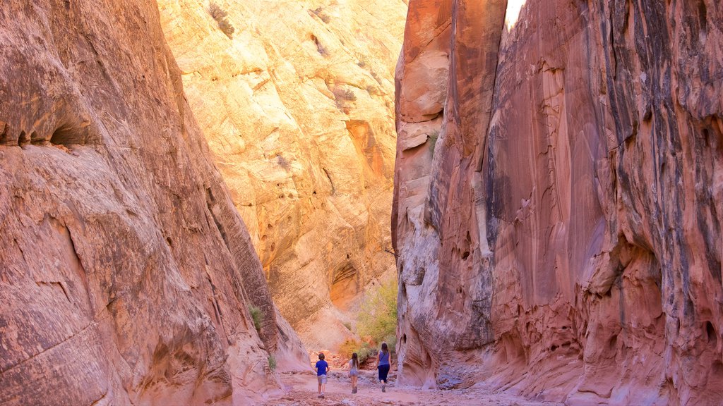 Capitol Reef National Park mostrando una garganta o cañón, escenas tranquilas y vista al desierto