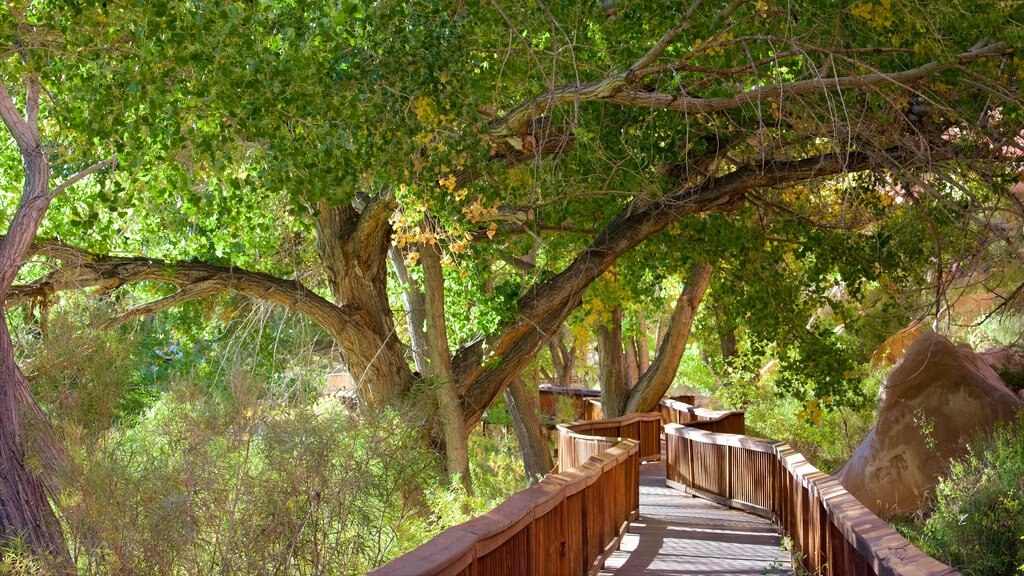 Capitol Reef National Park showing a garden