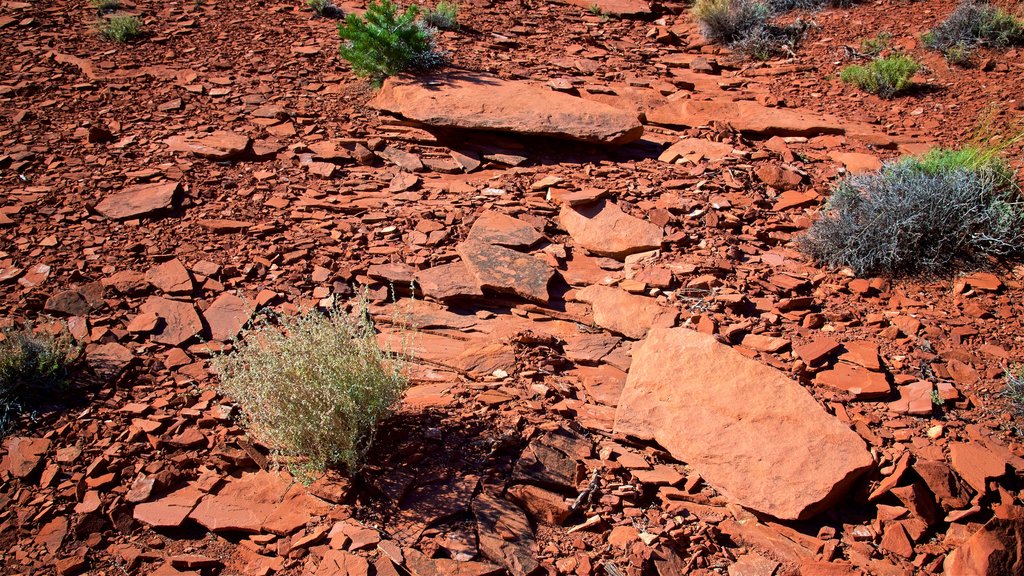 Capitol Reef National Park showing desert views and tranquil scenes