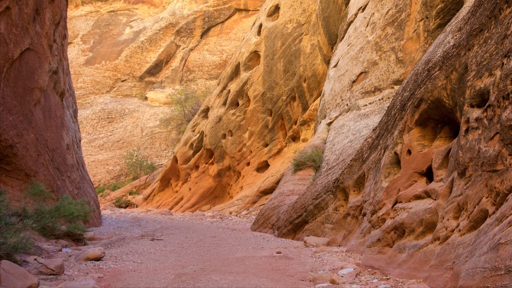 Capitol Reef National Park ofreciendo un barranco o cañón, vistas al desierto y escenas tranquilas