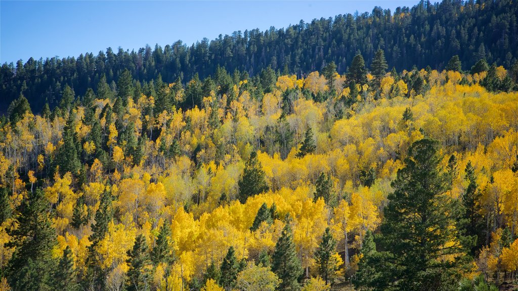 Torrey which includes forest scenes and fall colors