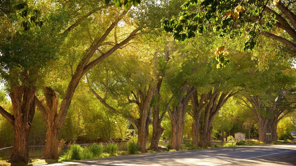 Torrey que incluye bosques y imágenes de calles