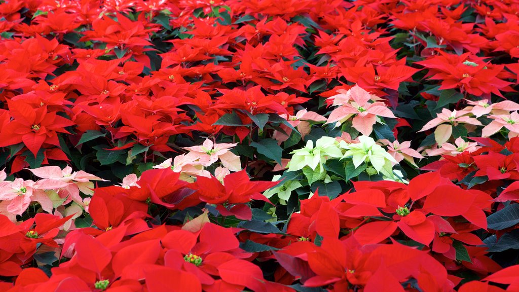 Xochimilco qui includes fleurs