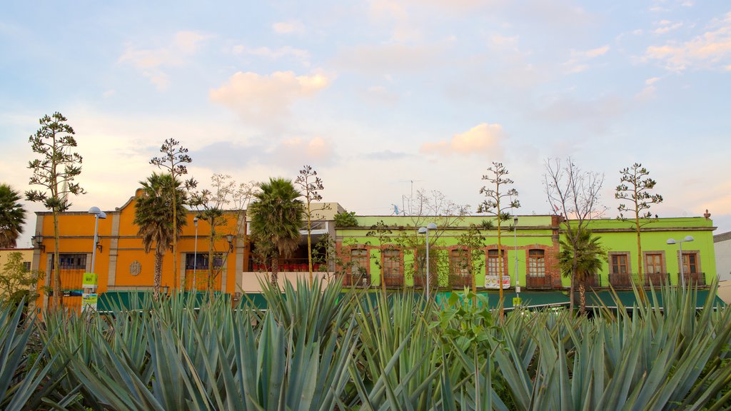 Mexico City featuring a garden