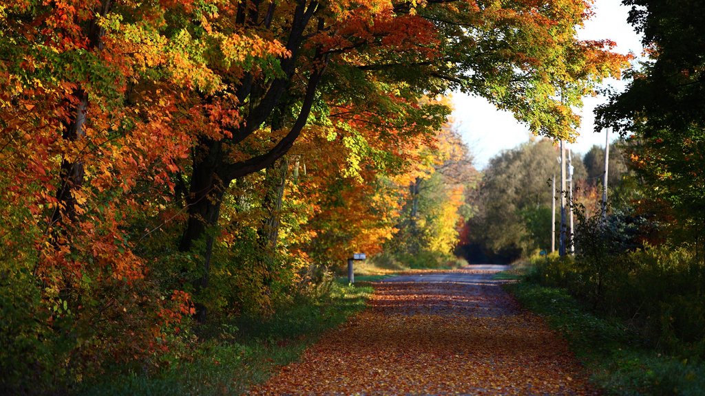 Peterborough toont herfstbladeren