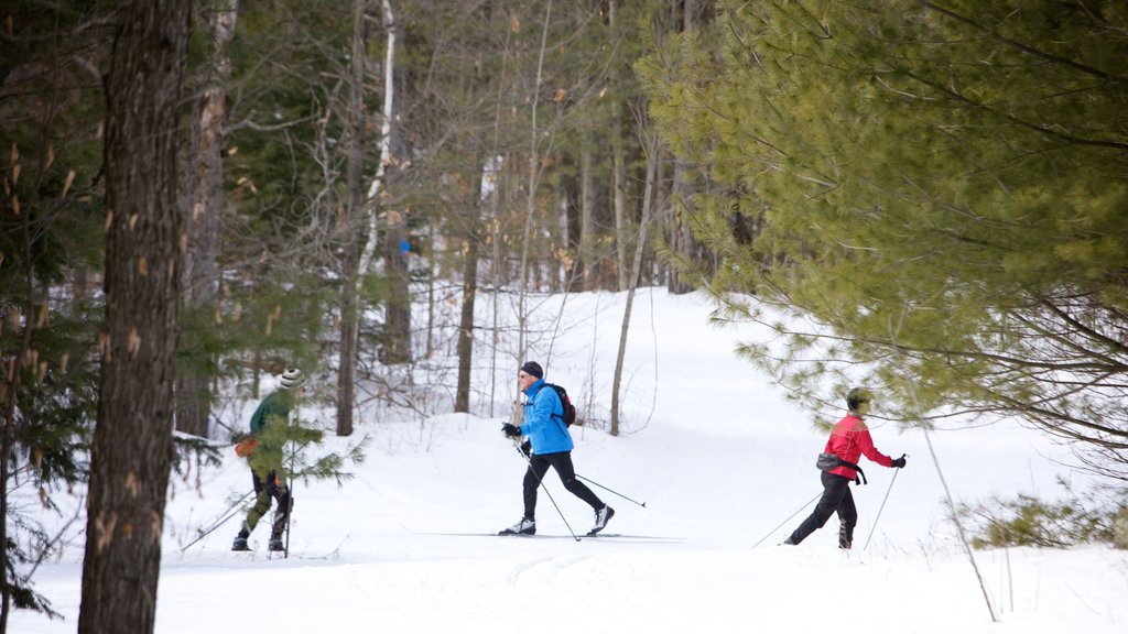 Peterborough which includes forests, snow and snow skiing