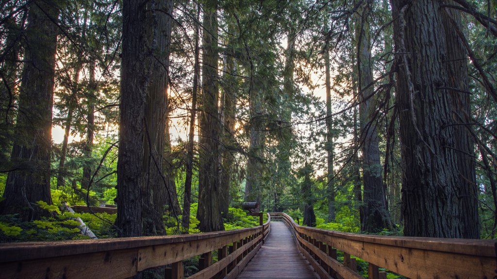 Prince George que incluye imágenes de bosques