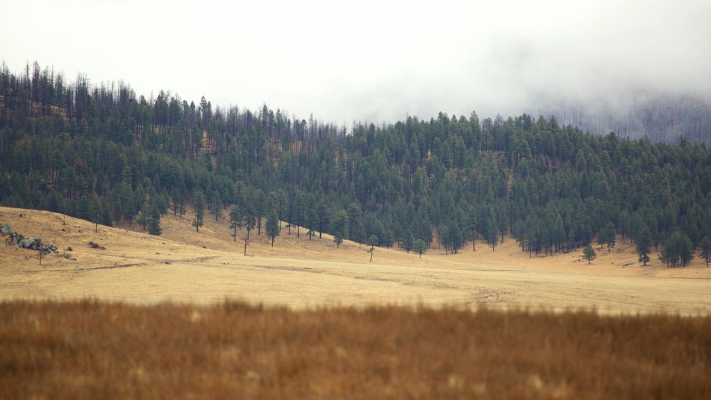 Jemez Springs which includes farmland, forests and mist or fog