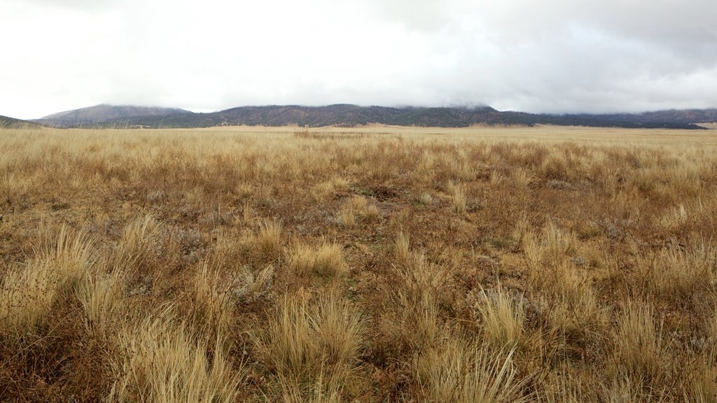 Jemez Springs showing farmland and mist or fog