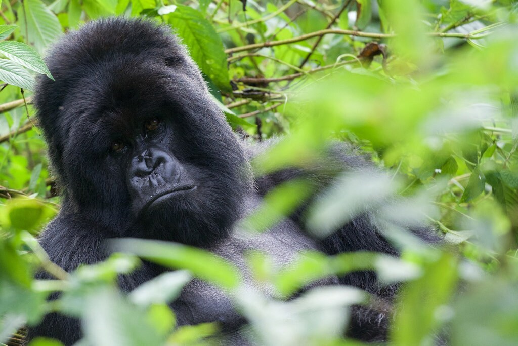 The Top Experiences in Rwanda | Explore by Expedia
