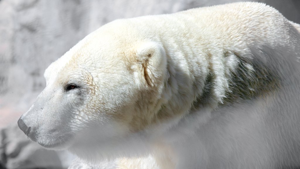 ABQ BioPark Zoo featuring dangerous animals and zoo animals