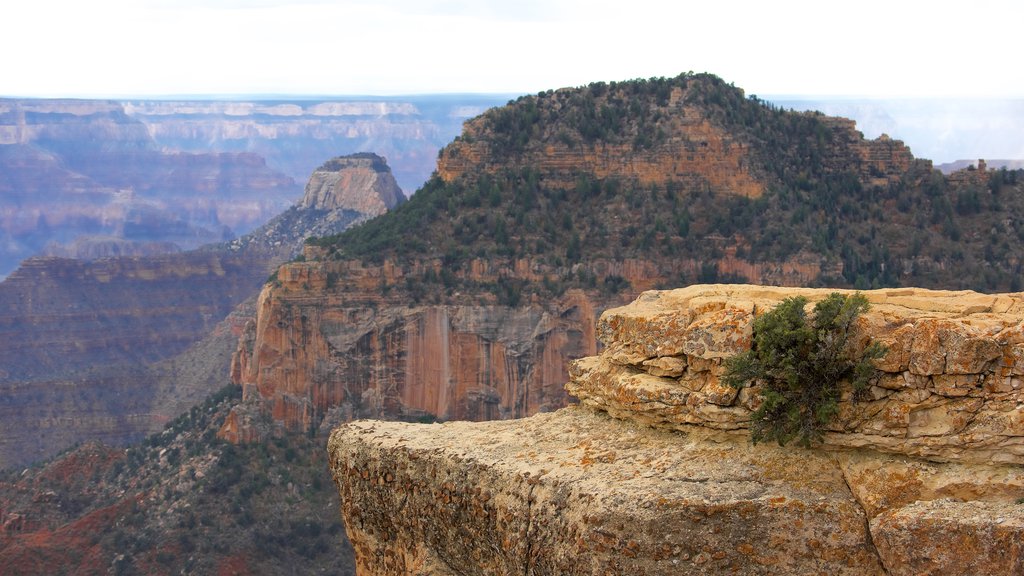 Bright Angel Trailhead showing a gorge or canyon and tranquil scenes