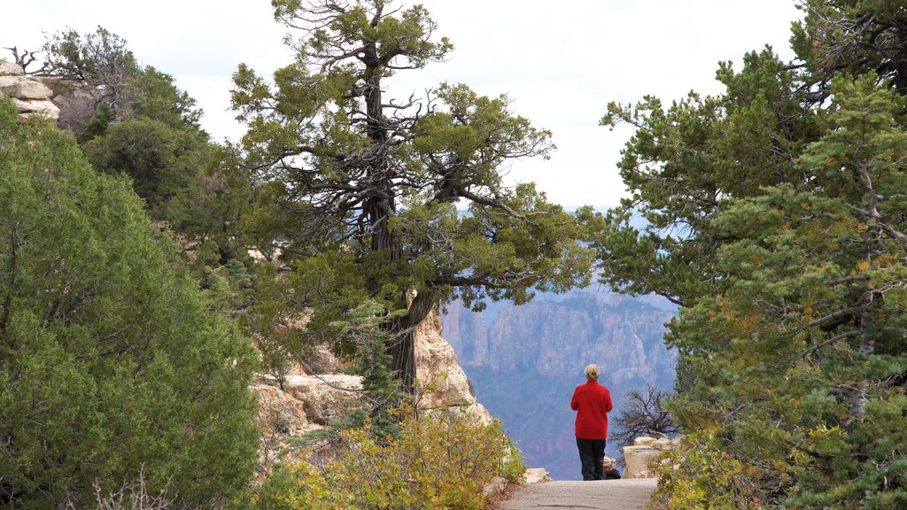 Bright Angel Trailhead showing tranquil scenes and hiking or walking