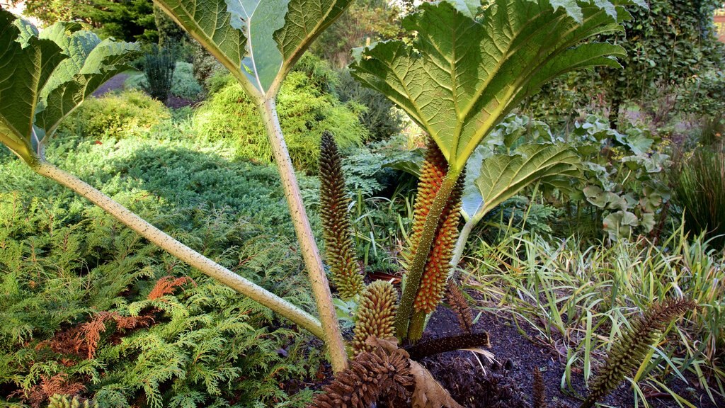 Connie Hansen Garden featuring rainforest