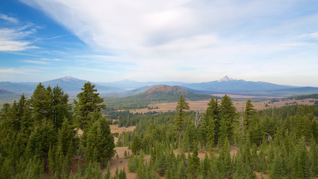 Crater Lake National Park featuring forest scenes