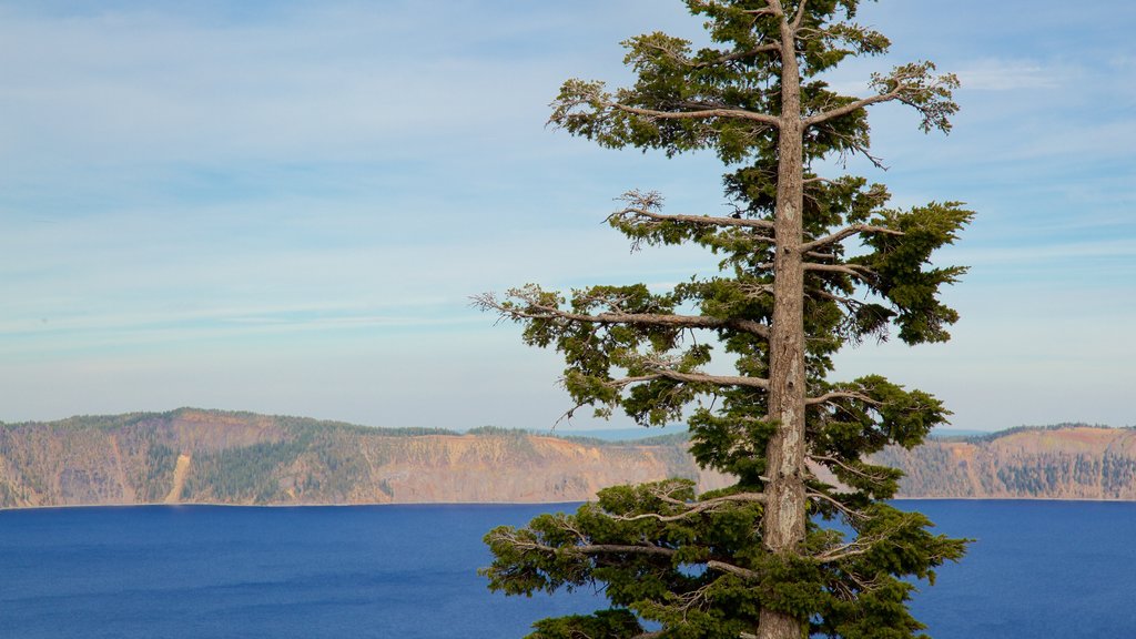 Crater Lake National Park which includes a lake or waterhole and forest scenes