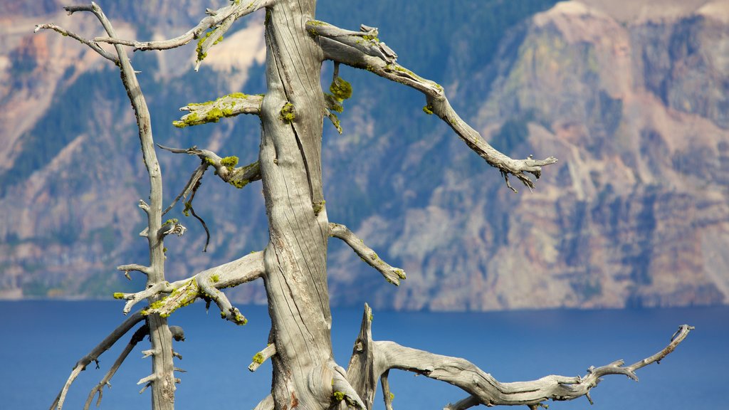 Parc National de Crater Lake