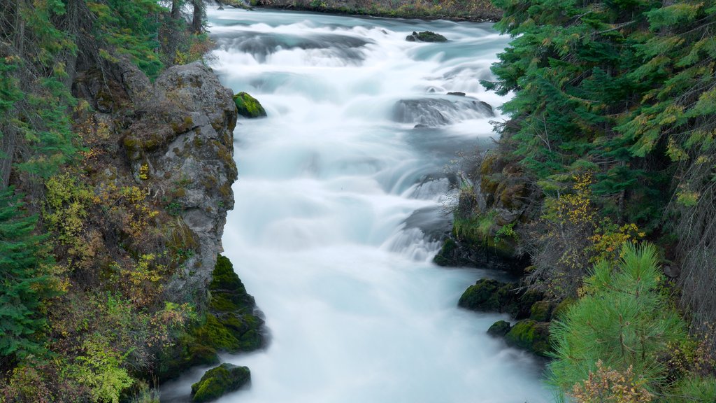 Deschutes National Forest featuring rapids