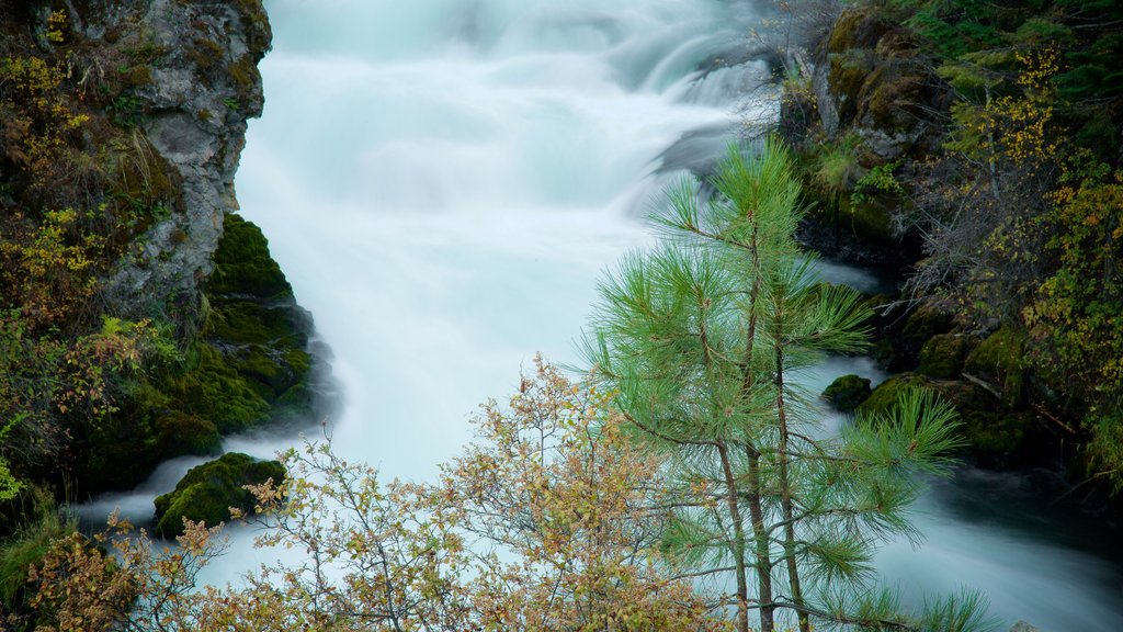 Deschutes National Forest showing forests and rapids