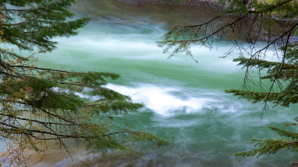 Forêt nationale de Deschutes mettant en vedette rapides