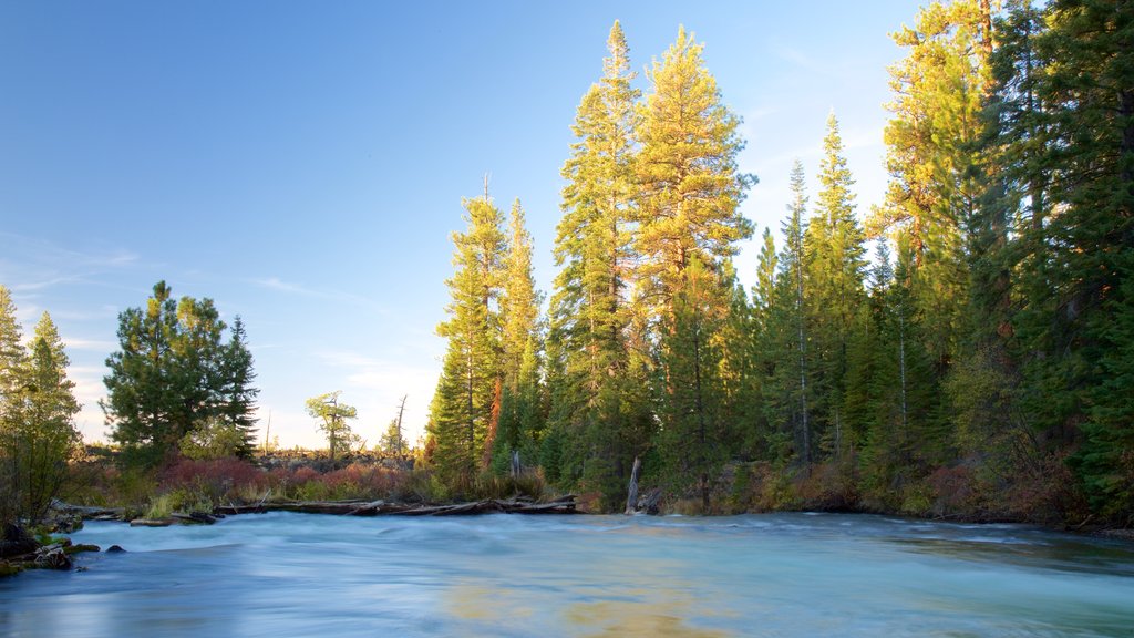 Deschutes National Forest featuring forest scenes and a river or creek