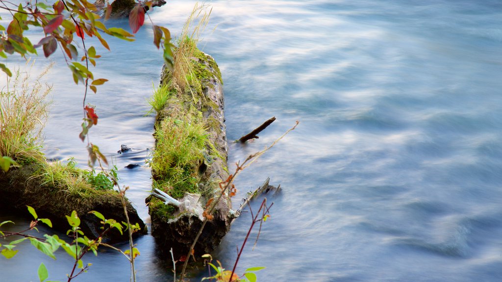 Deschutes National Forest toont een rivier of beek